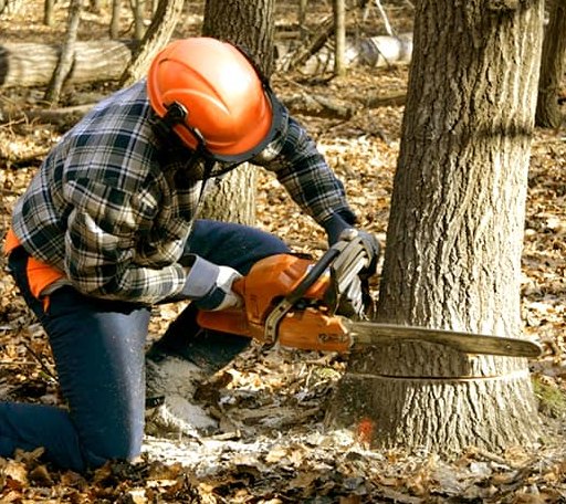 Tree Removal in Deer Creek, OK